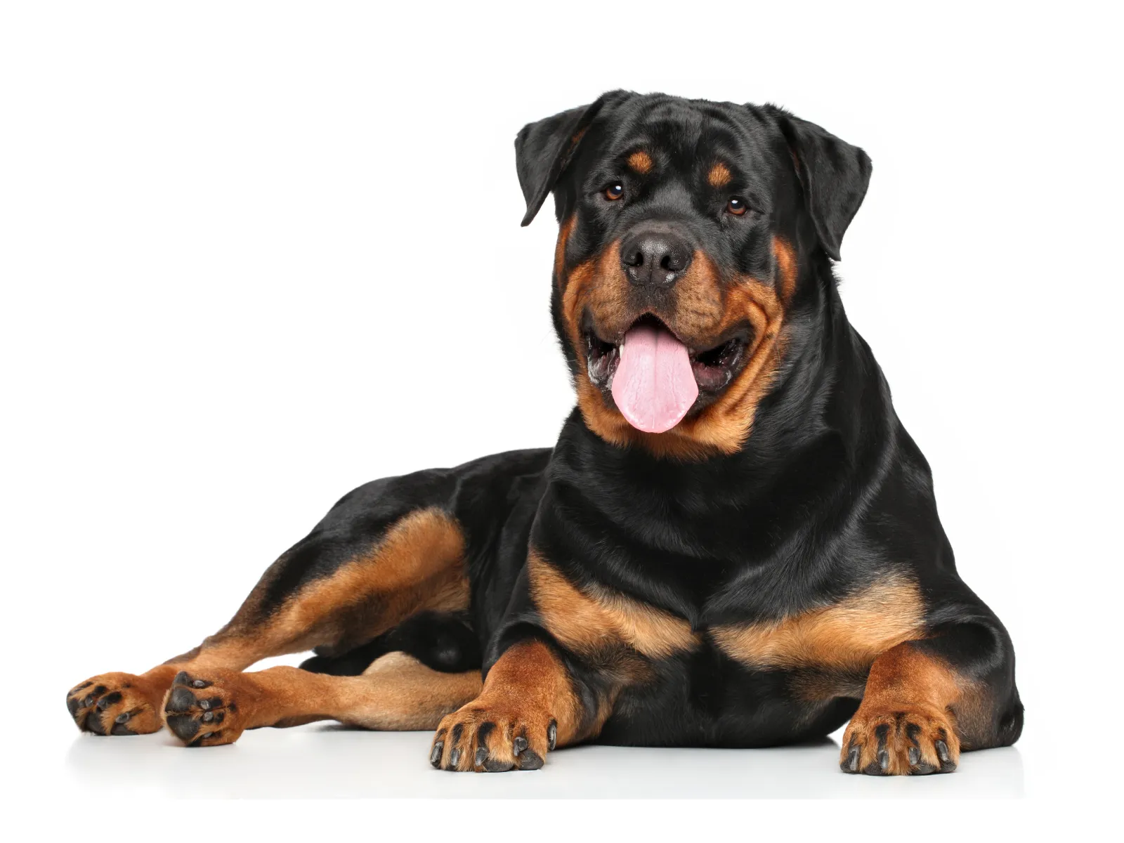 how much do you feed a rottweiler puppy daily